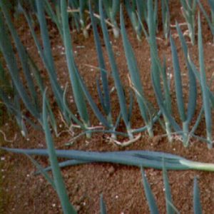 Terranova Seeds - Onion Straightleaf