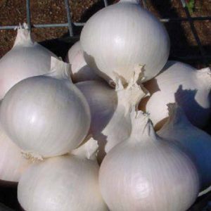 Terranova Seeds - Onion White Spanish
