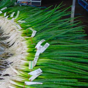 Terranova Seeds - Onion Zeffa