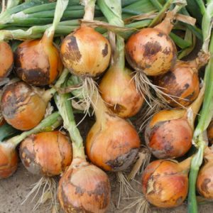 Terranova Seeds - Onion Zircon