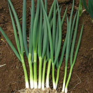 Terranova Seeds - Onion Zulu