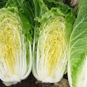 Terranova Seeds - Oriental Vegetables Cherokee