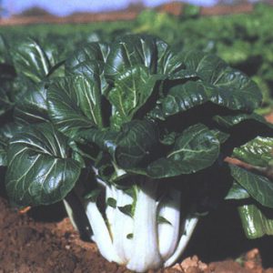 Terranova Seeds - Oriental Vegetables Joi Choi