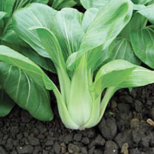 Terranova Seeds - Oriental Vegetables Pak Choi Green Stem