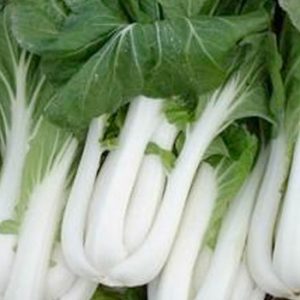 Terranova Seeds - Oriental Vegetables Pak Choi White Stem