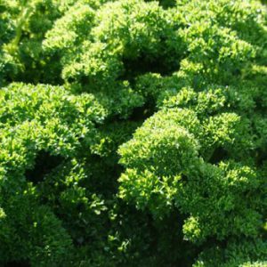 Terranova Seeds - Parsley Flamenco
