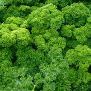 Terranova Seeds - Parsley Forest Green