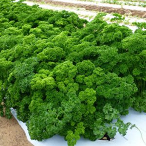 Terranova Seeds - Parsley Green Pearl
