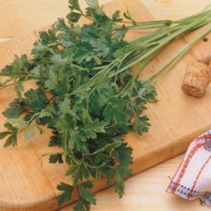 Terranova Seeds - Parsley Italian Giant