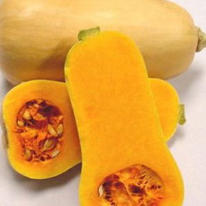 Terranova Seeds - Pumpkin Barge