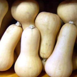 Terranova Seeds - Pumpkin Butternut Waltham