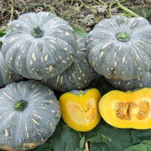 Terranova Seeds - Pumpkin Jackaroo