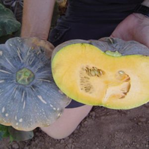 Terranova Seeds - Pumpkin Jap Improved