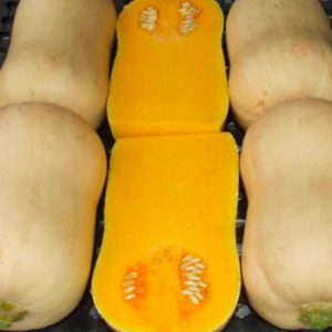 Terranova Seeds - Pumpkin Jacqueline