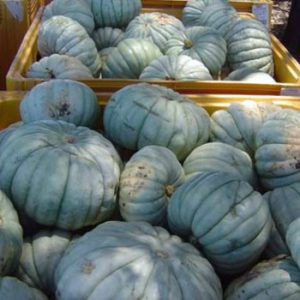 Terranova Seeds - Pumpkin Jarrahdale Large