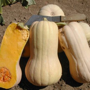 Terranova Seeds - Pumpkin Matilda