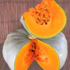 Terranova Seeds - Pumpkin Nelson