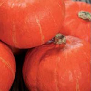 Terranova Seeds - Pumpkin Orange Summer