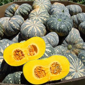 Terranova Seeds - Pumpkin Ringer