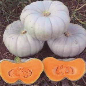 Terranova Seeds - Pumpkin Sampson