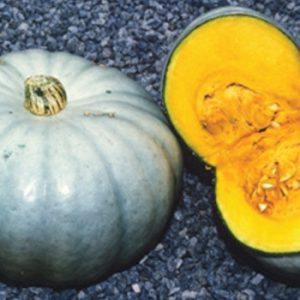 Terranova Seeds - Pumpkin Sweet Grey