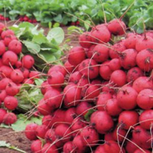 Terranova Seeds - Radish Celesta