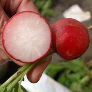 Terranova Seeds - Radish Eve