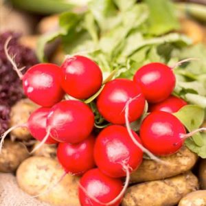 Terranova Seeds - Radish Fireball