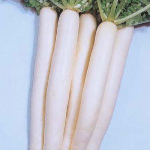 Terranova Seeds - Radish Long White Chinese