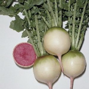Terranova Seeds - Radish Red- Meat