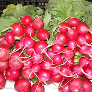 Terranova Seeds - Radish Rudolph