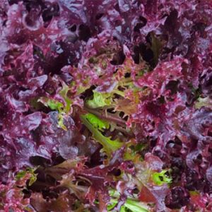 Terranova Seeds - Salad Mix Bowie