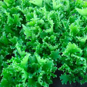 Terranova Seeds - Salad Mix Cilla