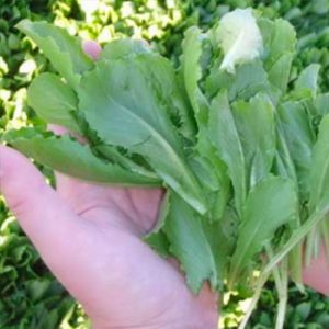Terranova Seeds - Salad Mix Dylan