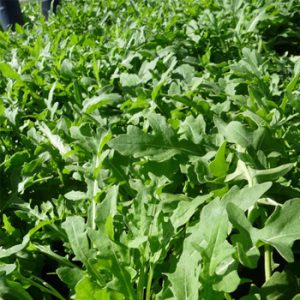Terranova Seeds - Salad Mix Extrema