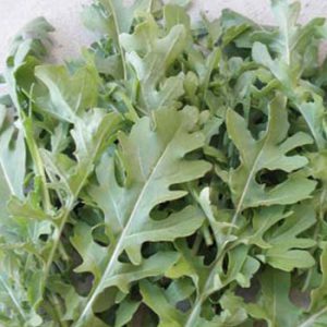 Terranova Seeds - Salad Mix Gemini