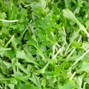 Terranova Seeds - Salad Mix Green Earth