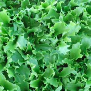 Terranova Seeds - Salad Mix Hendrix