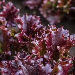 Terranova Seeds - Salad Mix Hucknall