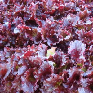 Terranova Seeds - Salad Mix Lancaster