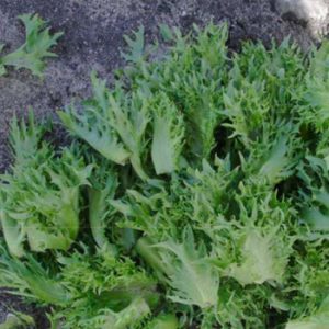 Terranova Seeds - Salad Mix Marley