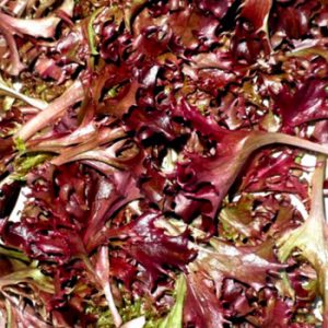 Terranova Seeds - Salad Mix Opal