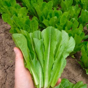 Terranova Seeds - Salad Mix Orbison