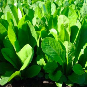 Terranova Seeds - Salad Mix Presley