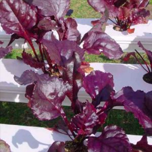 Terranova Seeds - Salad Mix Red Leaf
