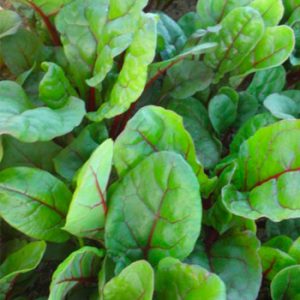 Terranova Seeds - Salad Mix