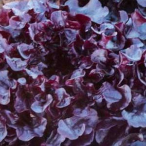 Terranova Seeds - Salad Mix Sheeran