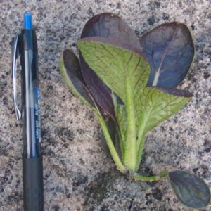 Terranova Seeds - Salad Mix Snooker