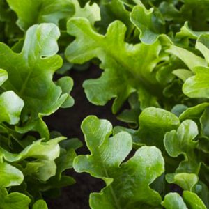 Terranova Seeds - Salad Mix Zeppelin