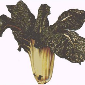Terranova Seeds - Silverbeet Compacta